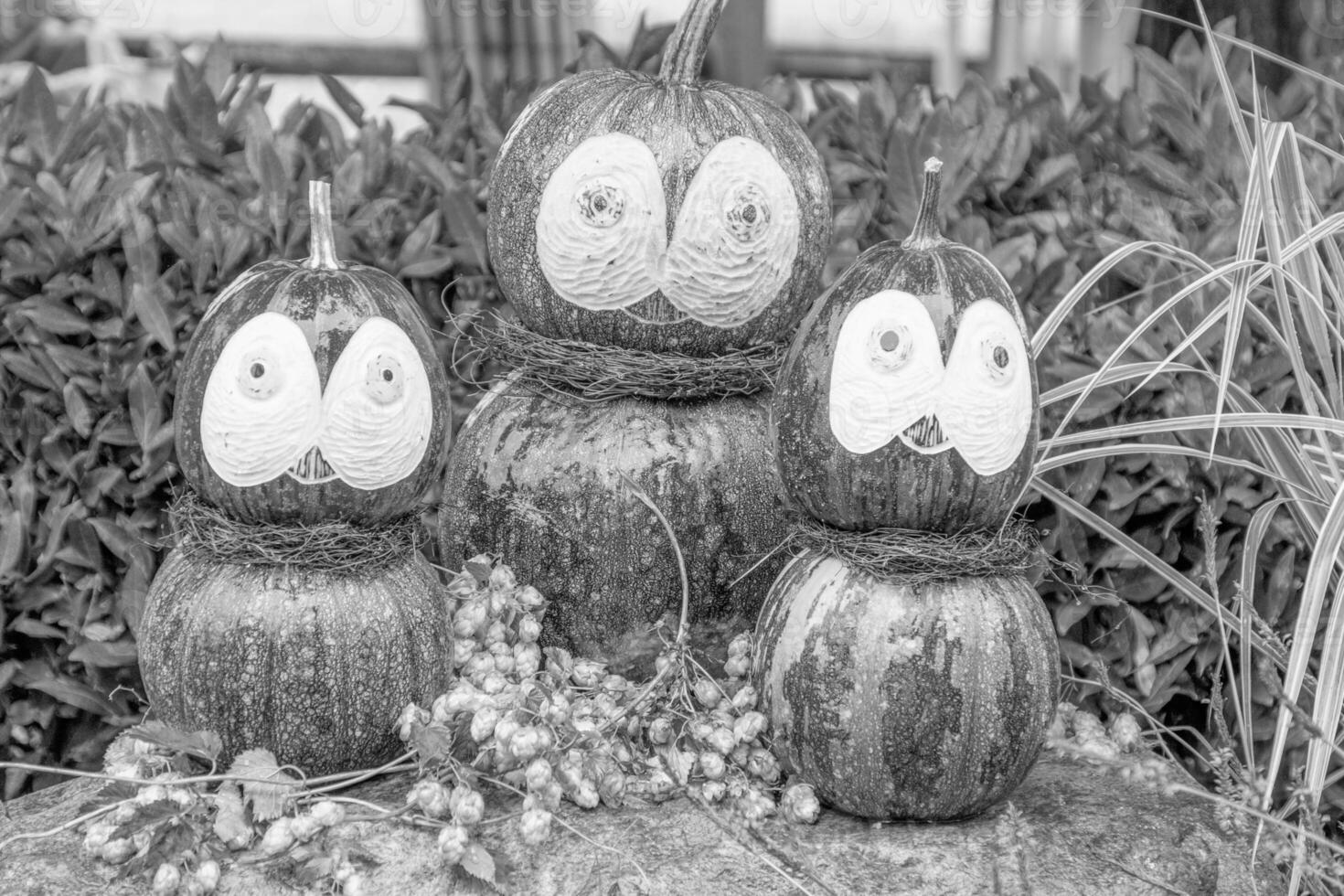 pumpkins in the german westphalia photo