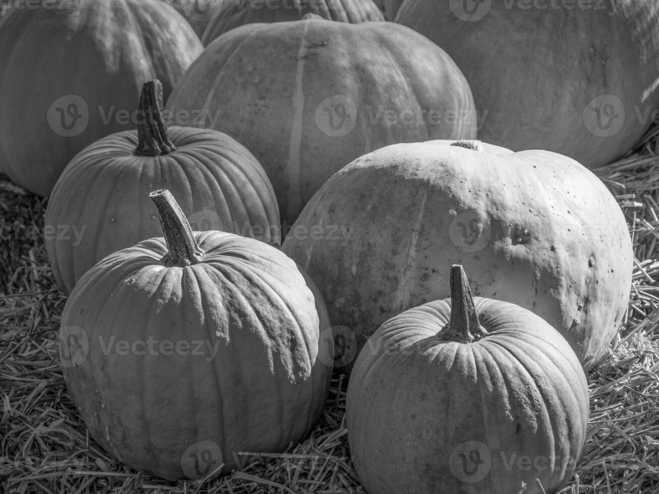 pumpkins in the german westphalia photo