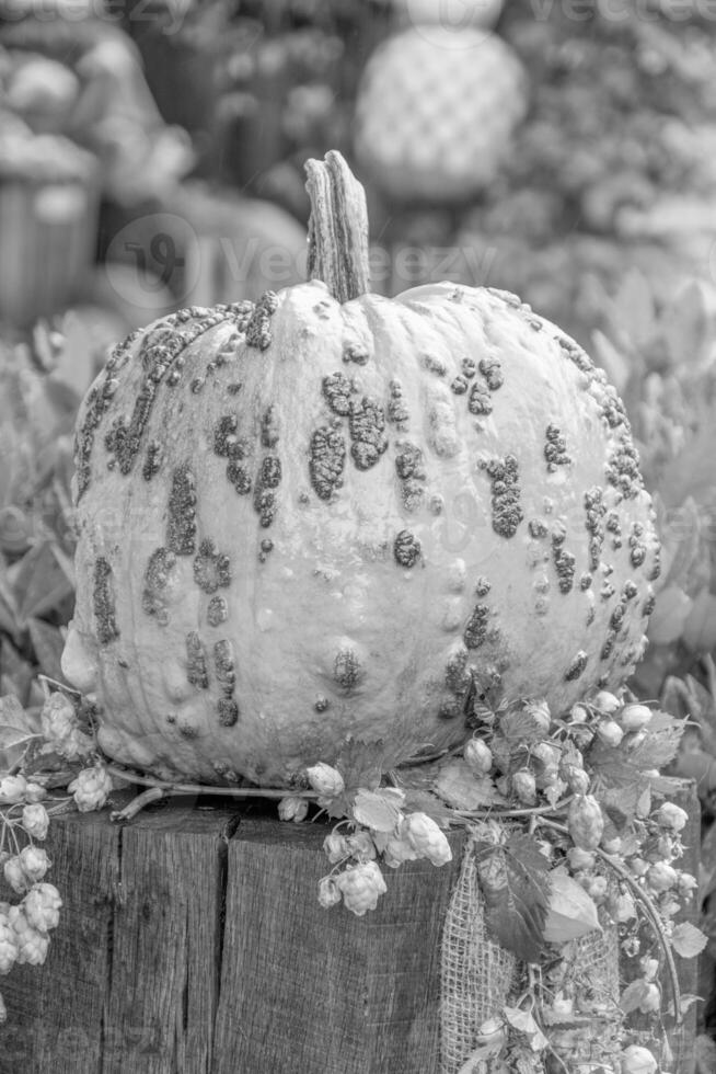 calabazas en el alemán Westfalia foto