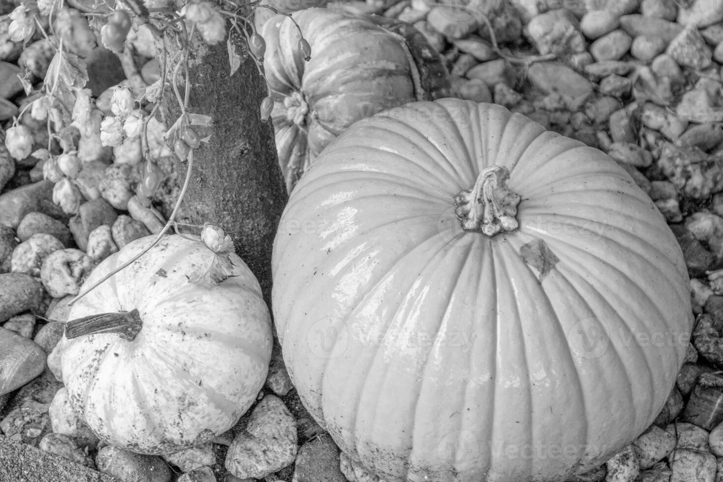 pumpkins in the german westphalia photo