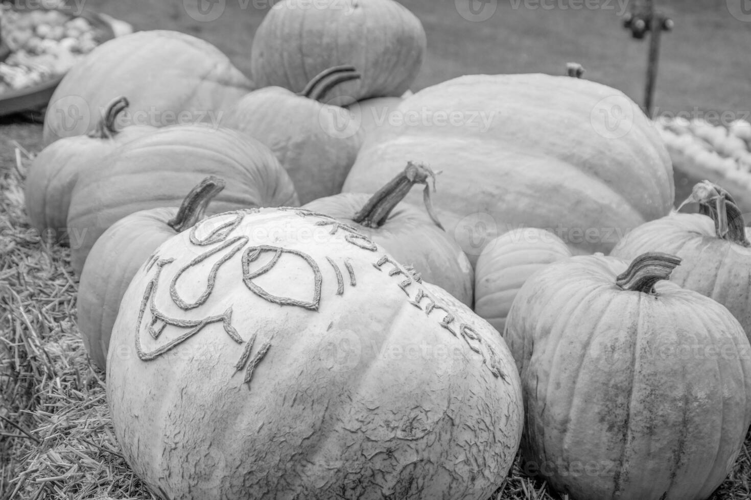 pumpkins in the german westphalia photo