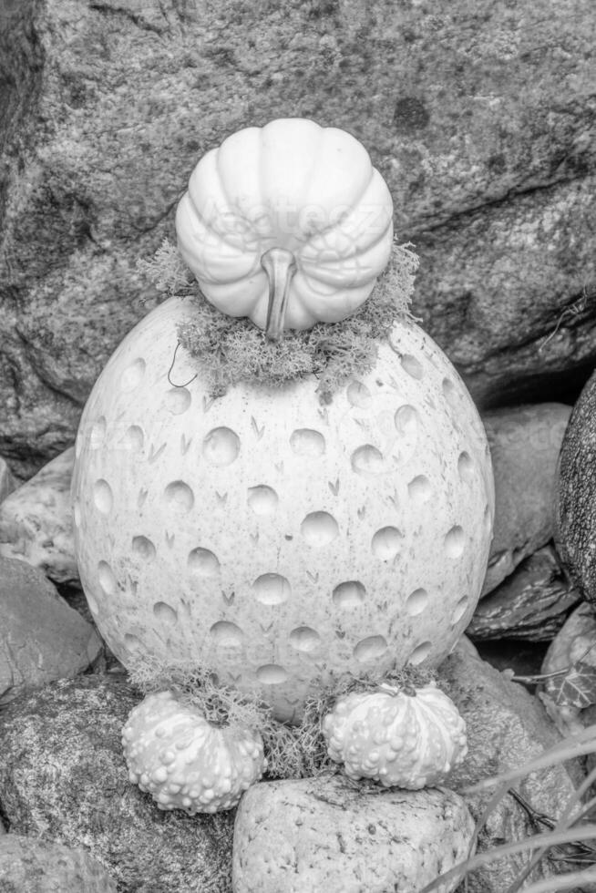 pumpkins in the german westphalia photo