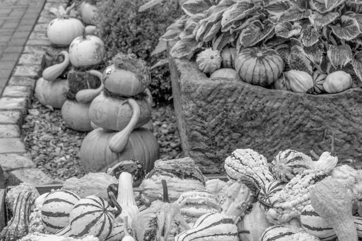 pumpkins in the german westphalia photo