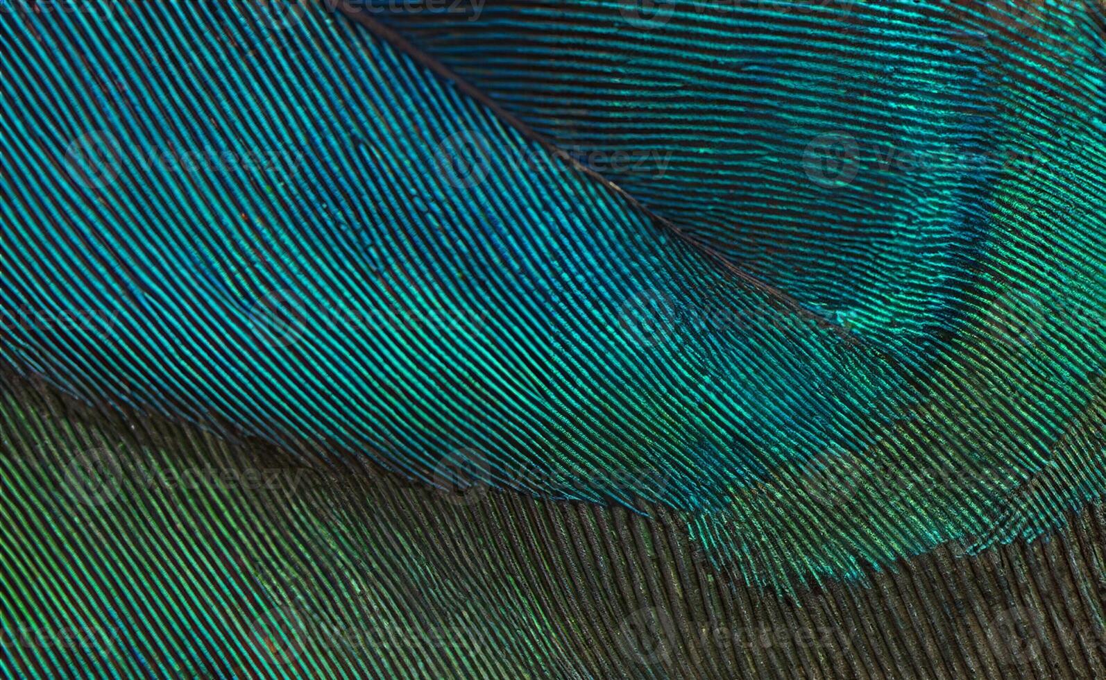 Closeup peacock feathers ,Beautiful background, wallpaper, texture photo