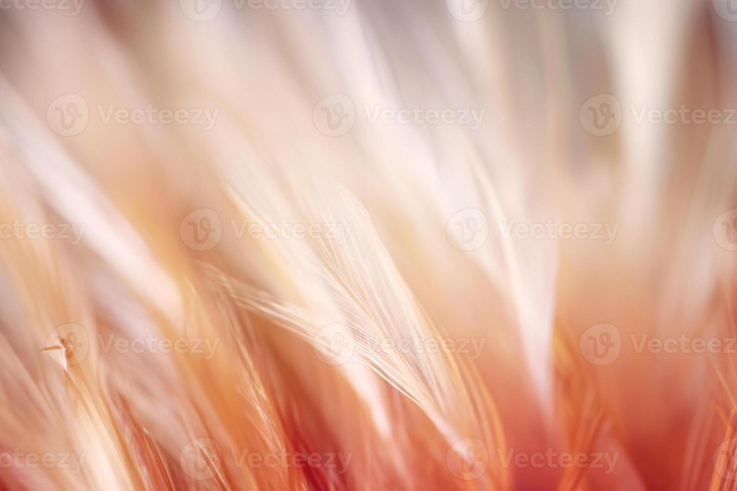 Pastel colored of chicken feathers in soft and blur style for the background photo