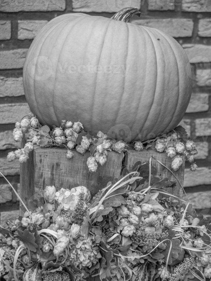 pumpkins in the german westphalia photo