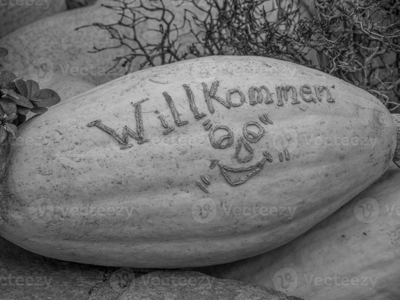 pumpkins in the german westphalia photo