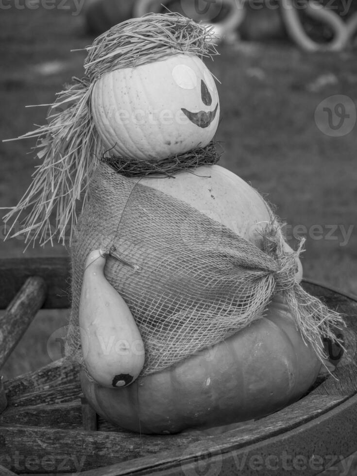 pumpkins in the german westphalia photo