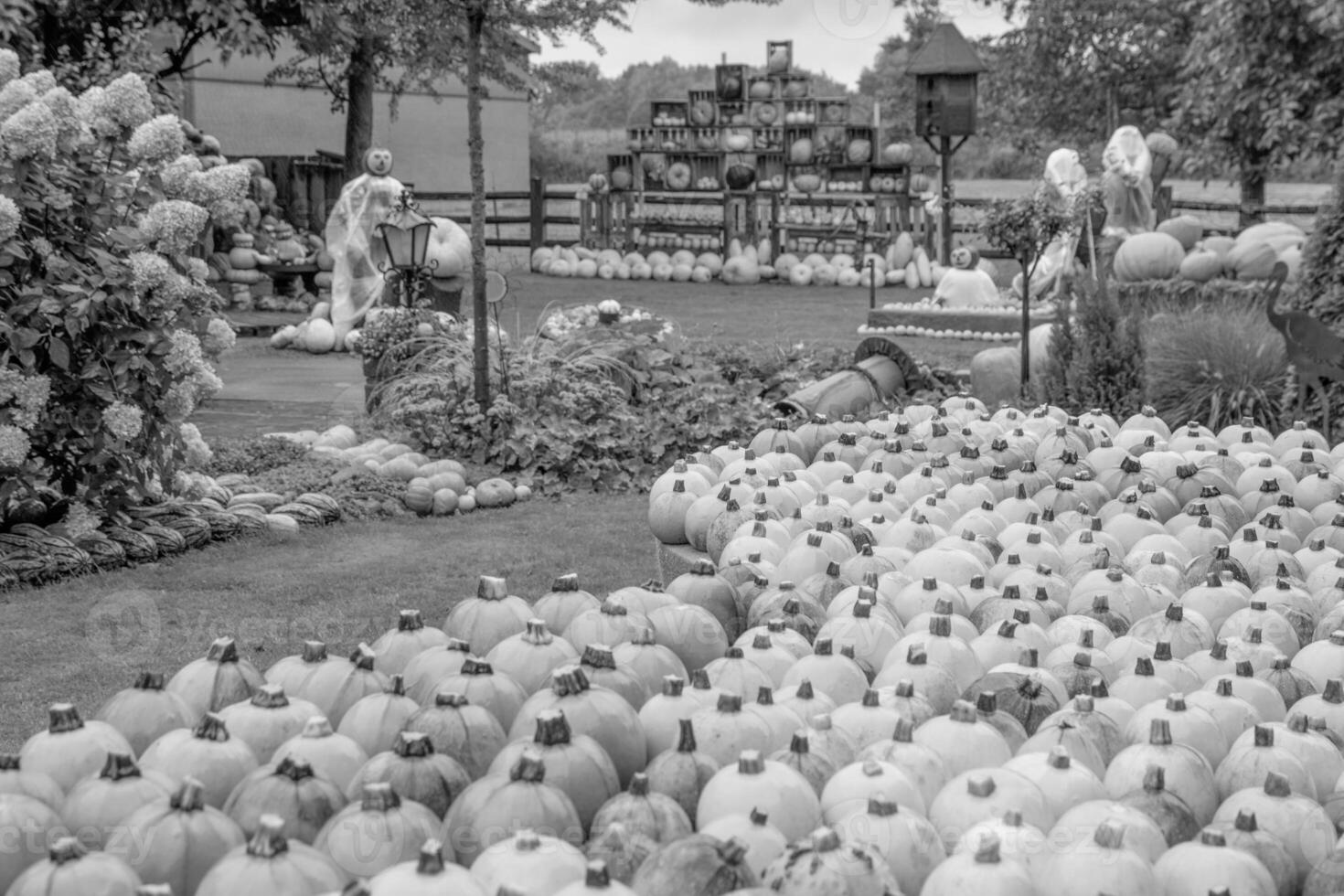 pumpkins in the german westphalia photo