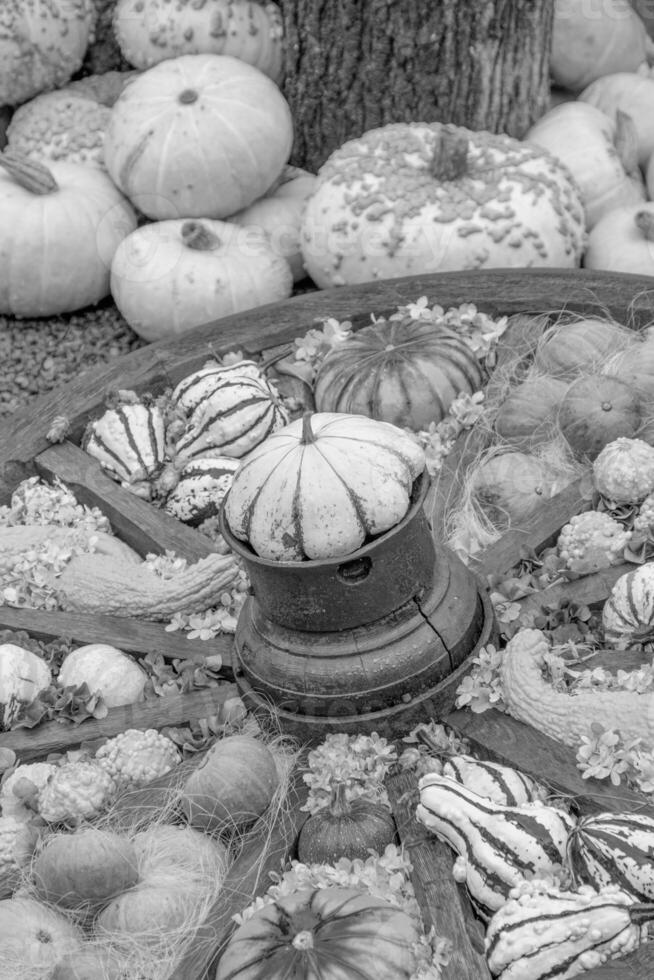 calabazas en el alemán Westfalia foto