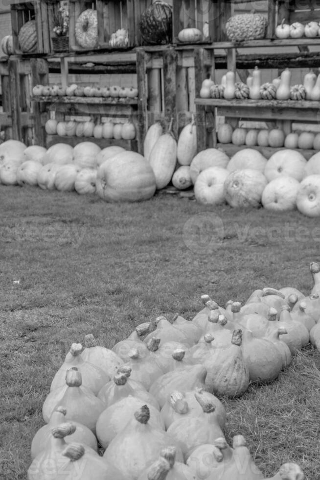 pumpkins in the german westphalia photo