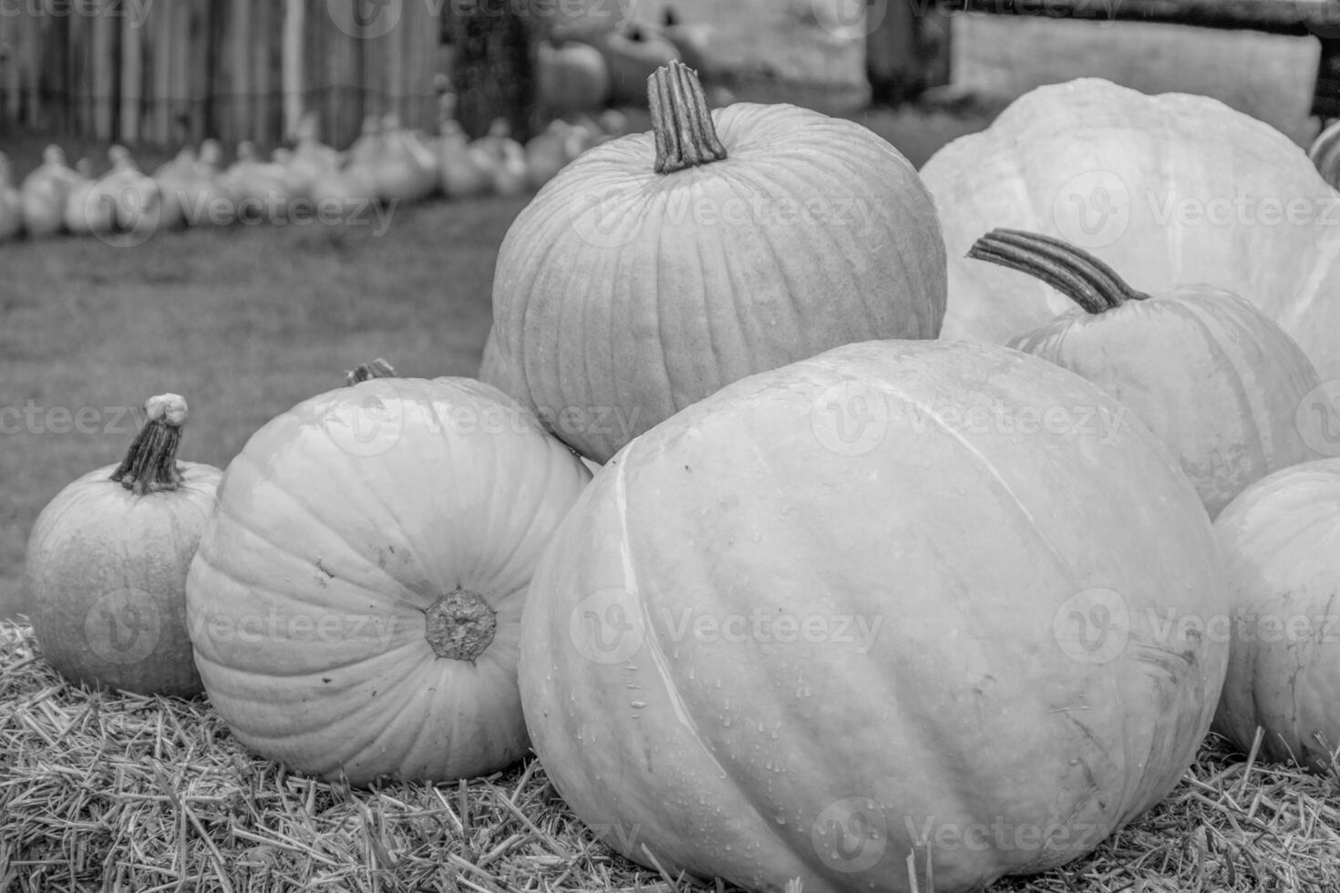 punkpkins in germany photo