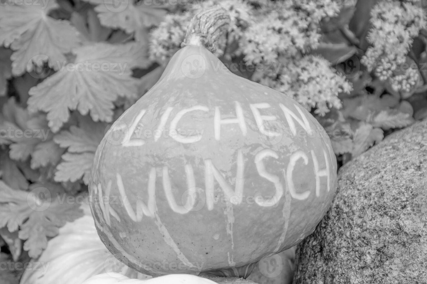 pumpkins in the german westphalia photo