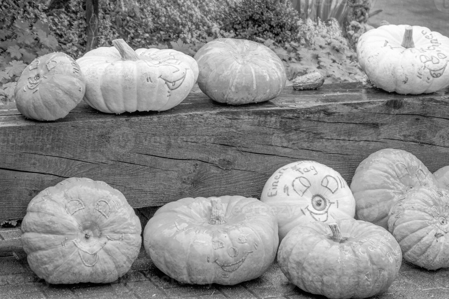 pumpkins in the german westphalia photo