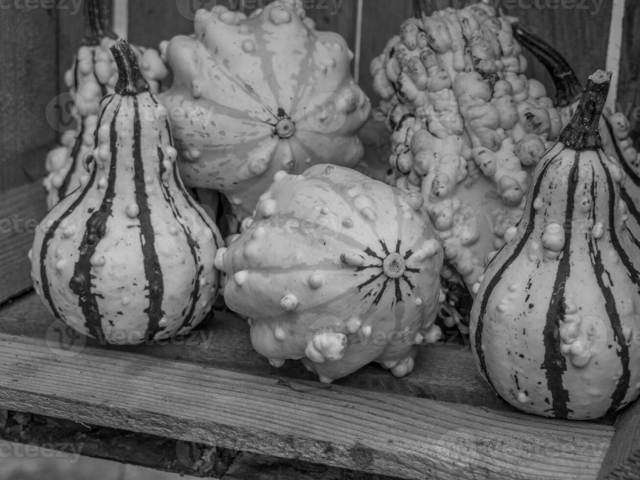 pumpkins in the german westphalia photo