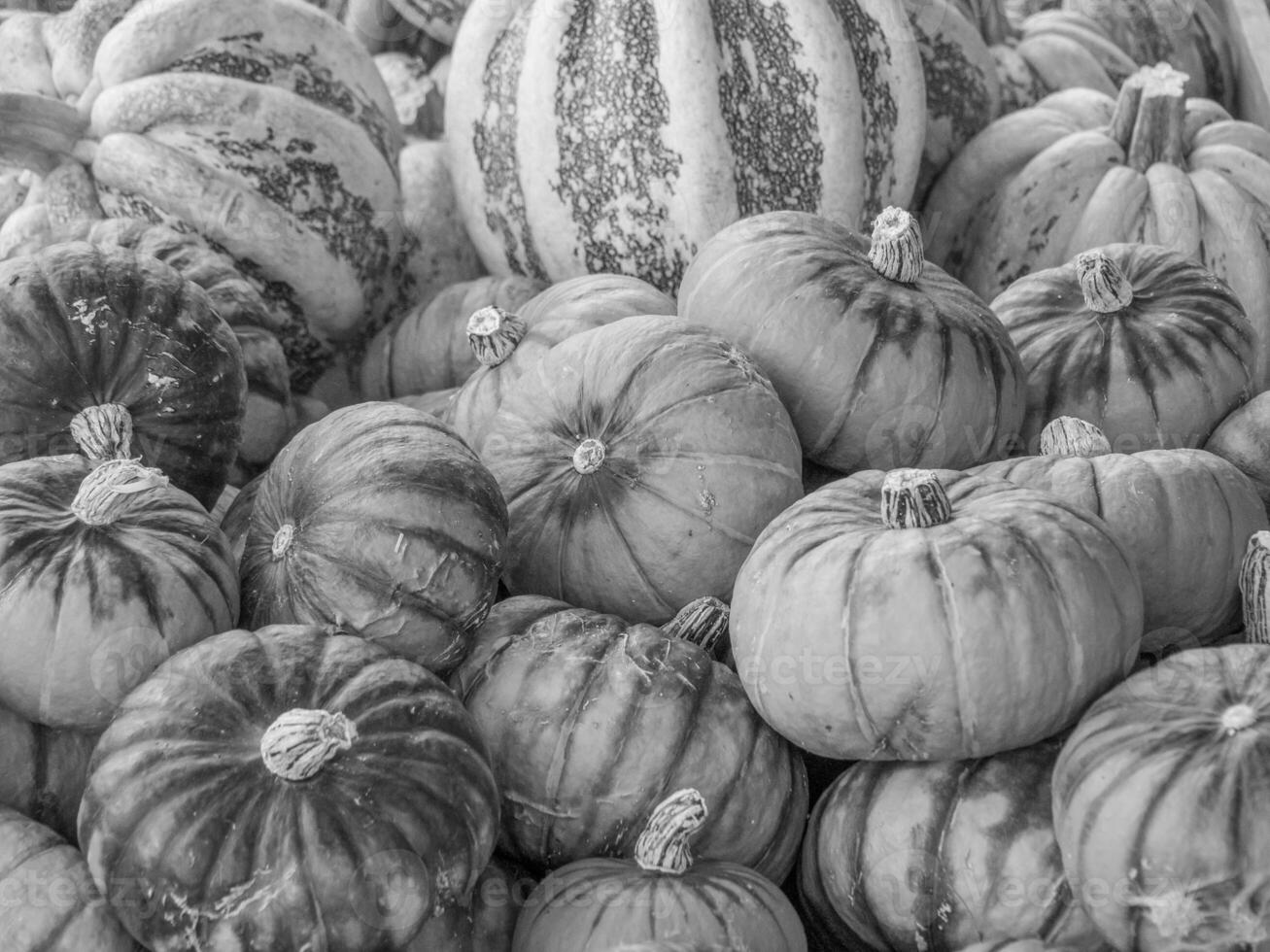 pumpkins in the german westphalia photo