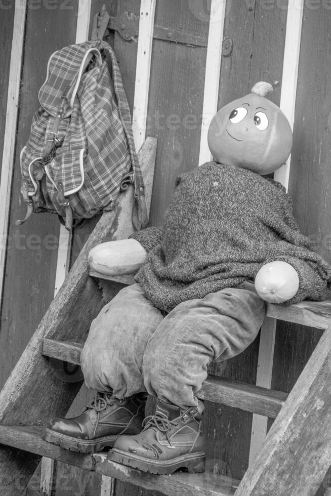 pumpkins in the german westphalia photo