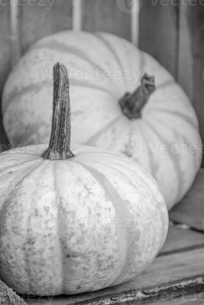 calabazas en el alemán Westfalia foto