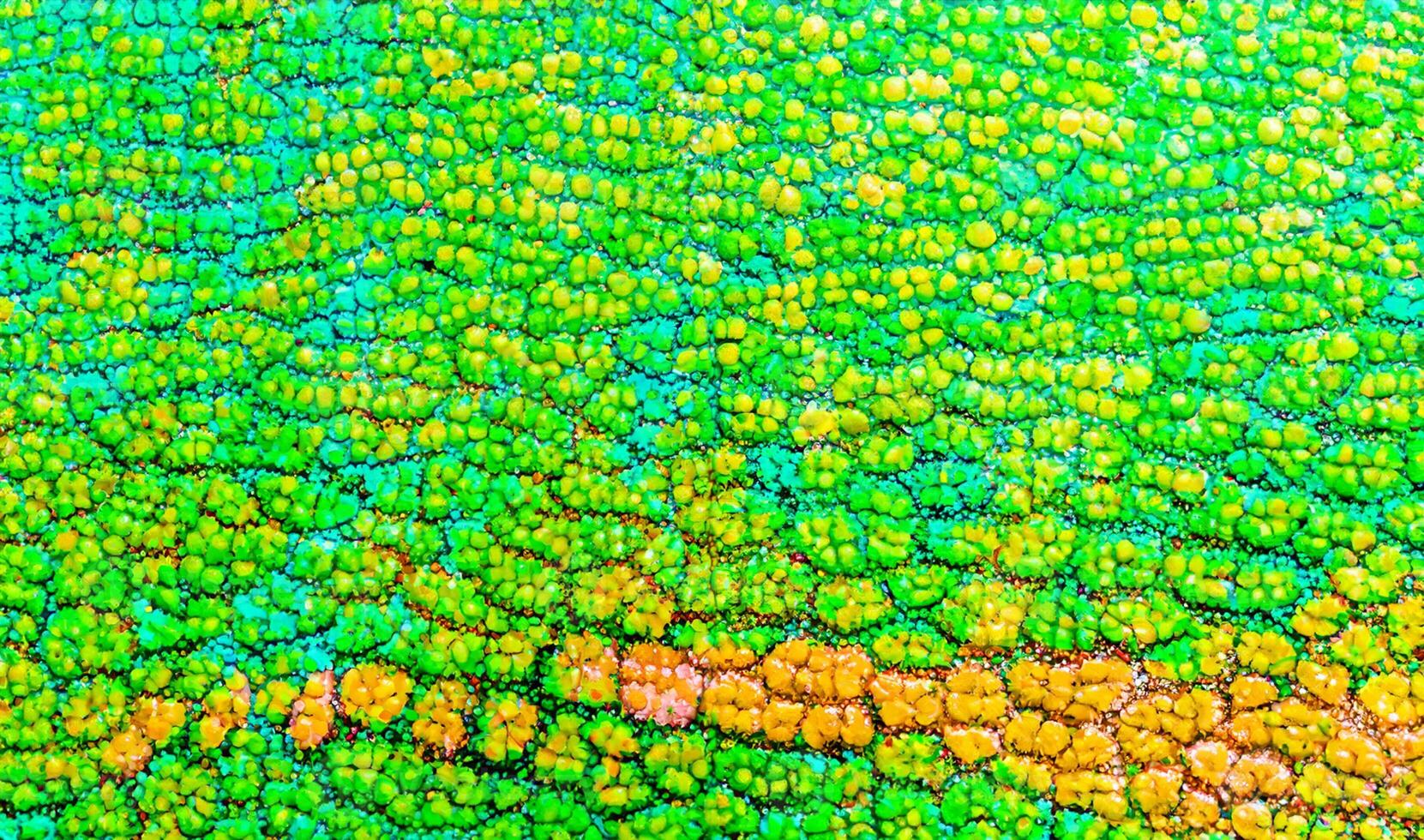 Beautiful multicolored bright chameleon skin, reptile skin pattern texture multicolored close-up as a background. photo