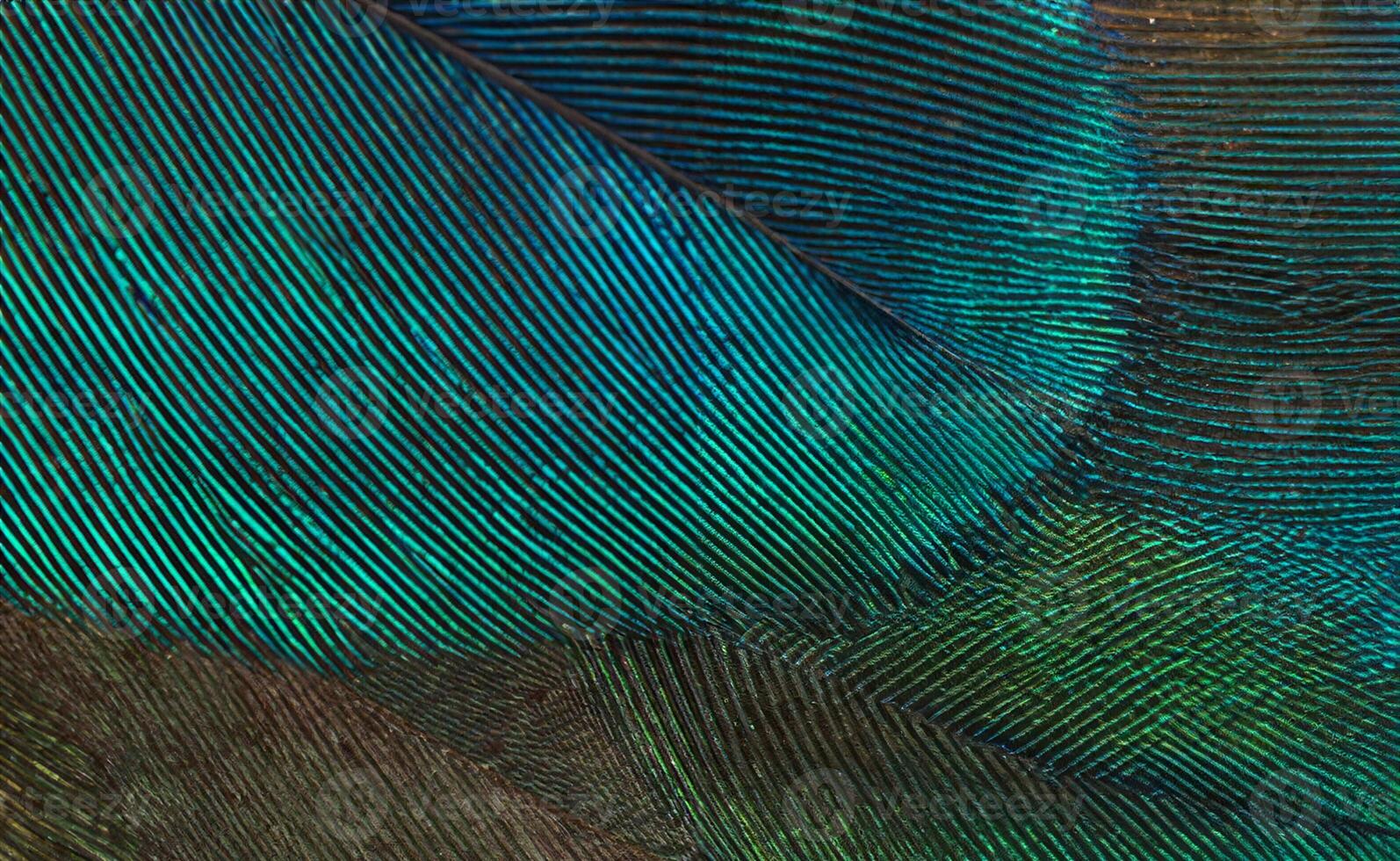 Closeup peacock feathers ,Beautiful background, wallpaper, texture photo