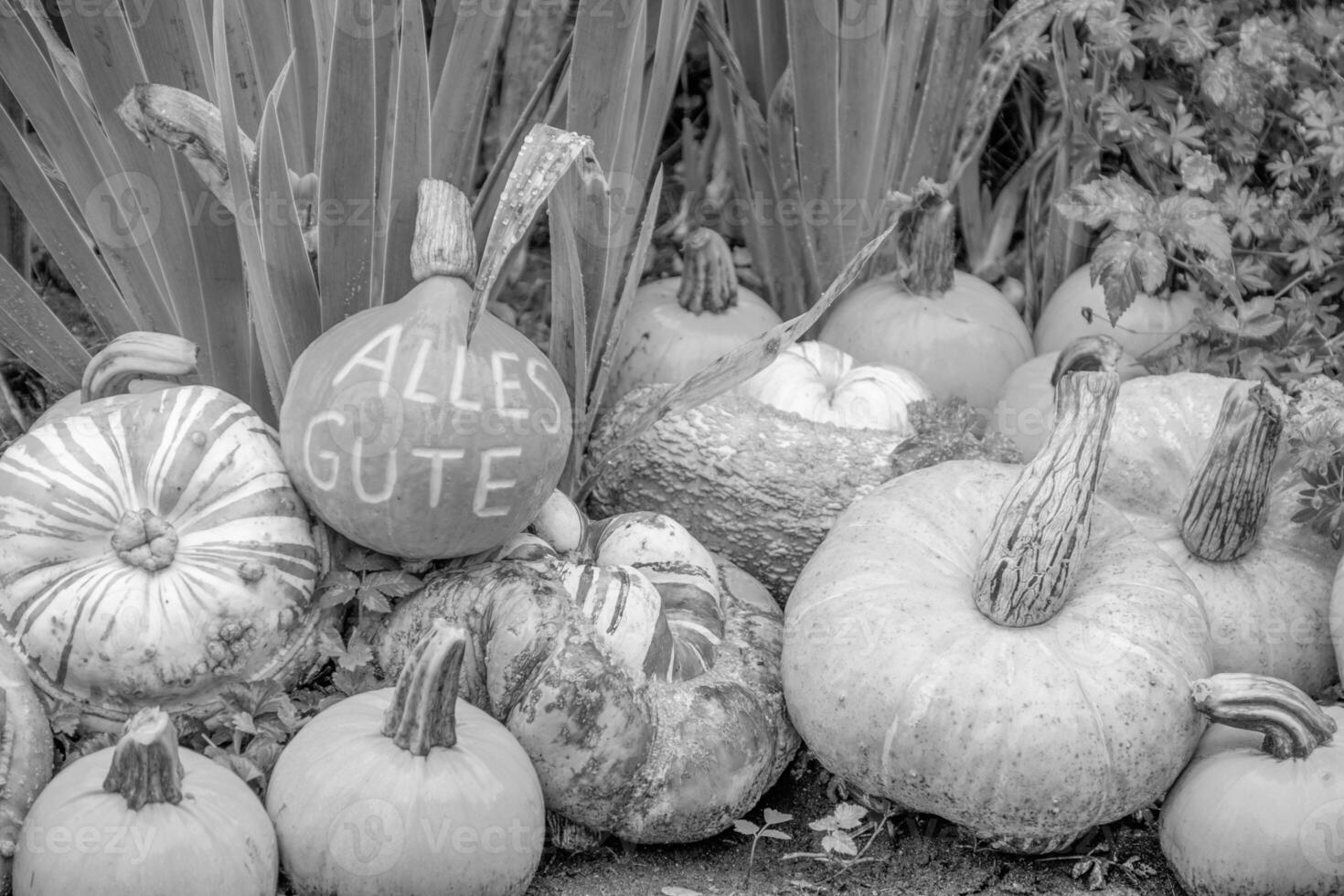 punkpkins in germany photo