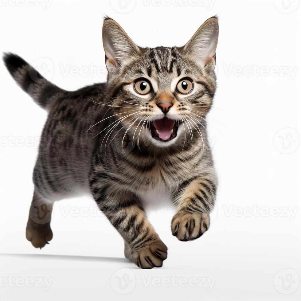 AI generated cute playful young tabby cat runs, isolated on white background photo
