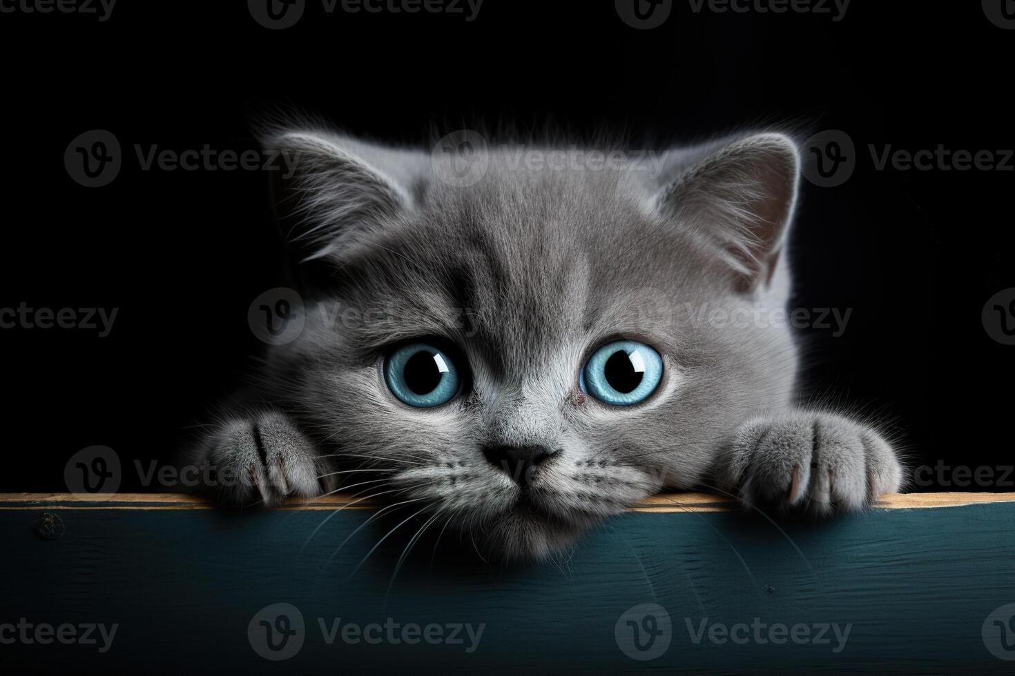 AI generated cute gray british kitten with blue eyes peeking out wooden board against a black background photo