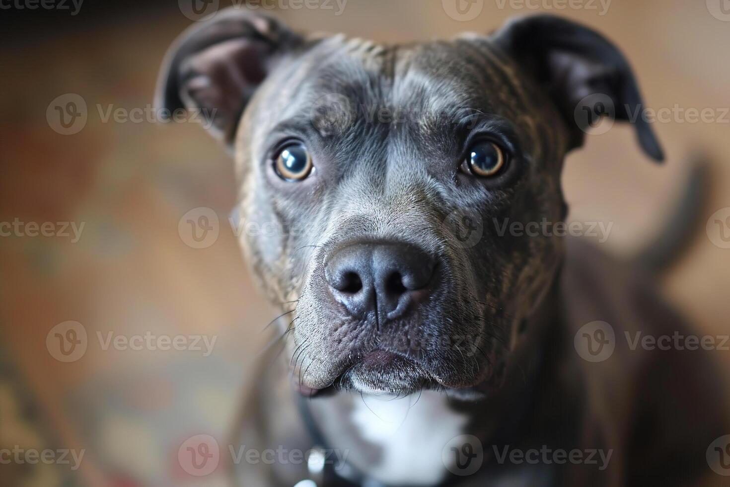 AI generated portrait of a adorable gray pitbull dog at home attentively looking at camera photo