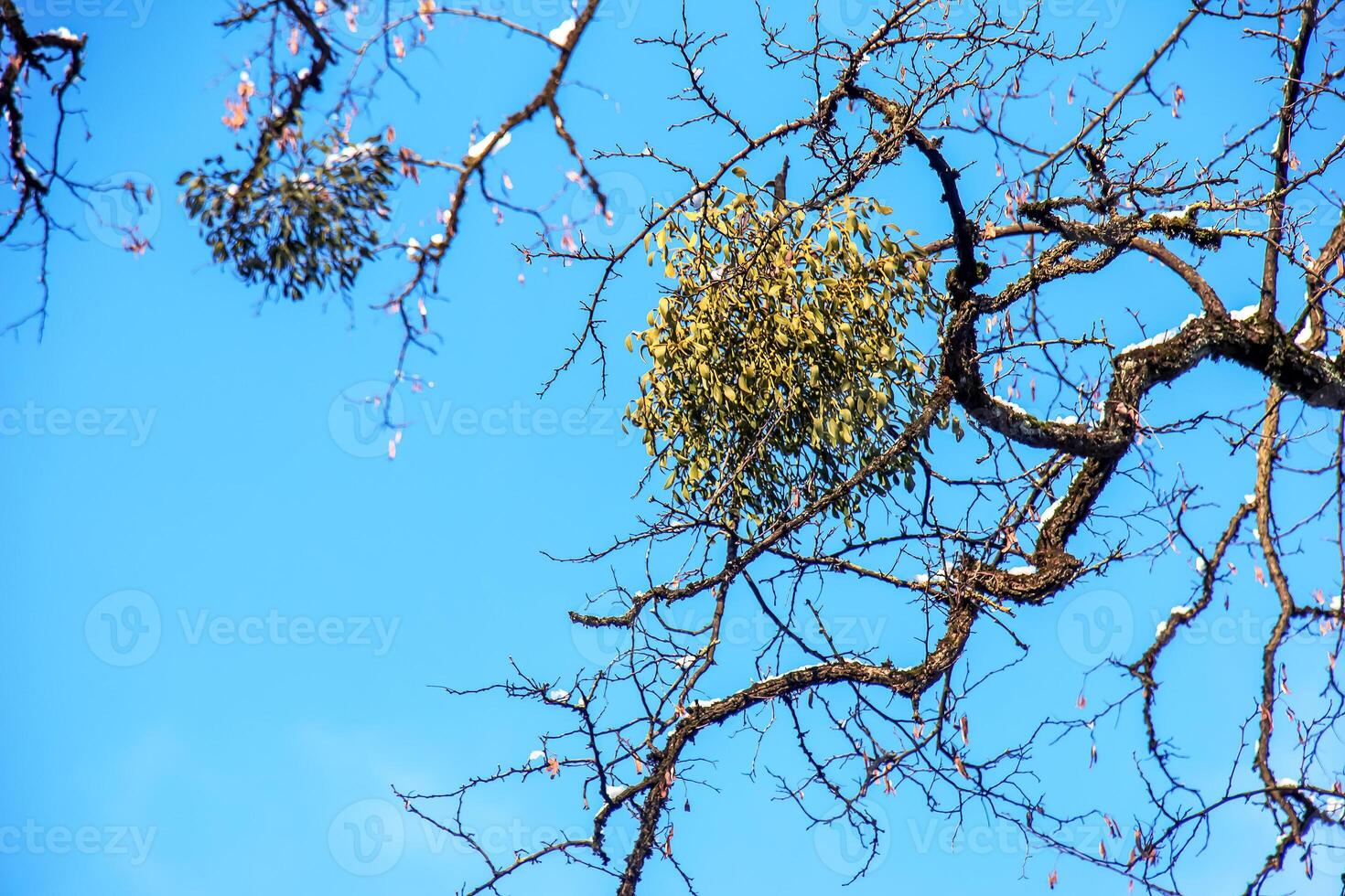 Viscum album or mistletoe is a semi-parasite of several tree species in winter. photo