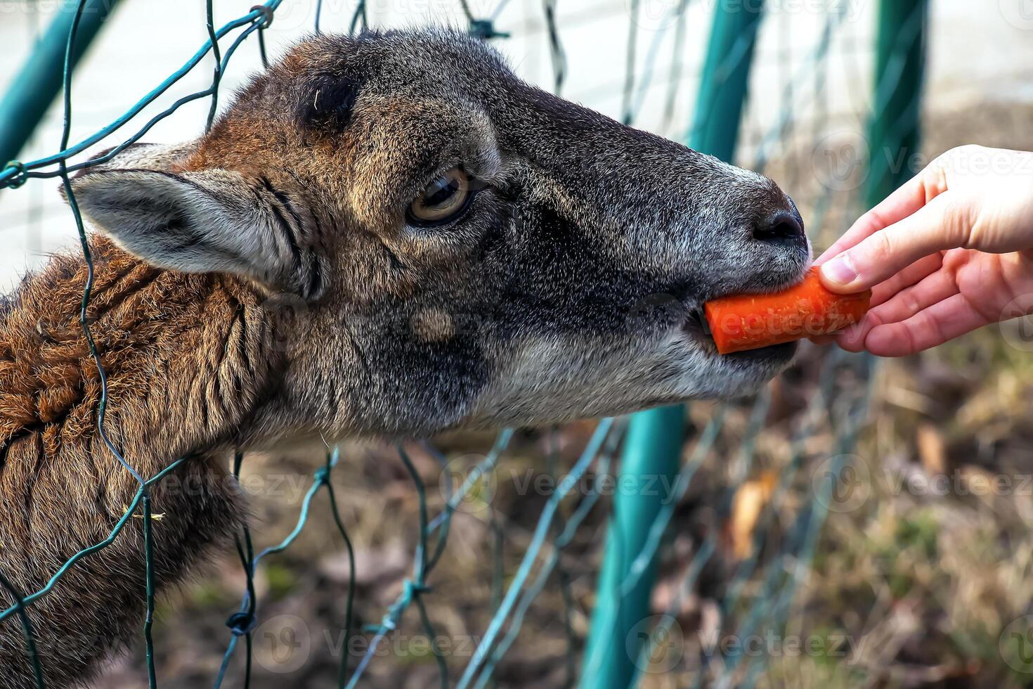 Close-up of hand feeding sheep. Mouflons on the territory of the Agricultural University of Nitra in Slovakia. photo