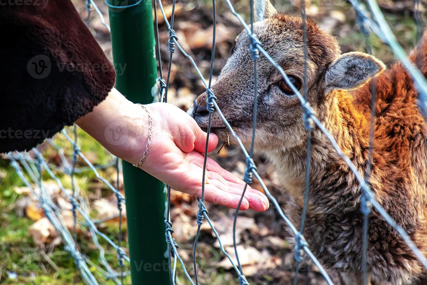 Close-up of hand feeding sheep. Mouflons on the territory of the Agricultural University of Nitra in Slovakia. photo