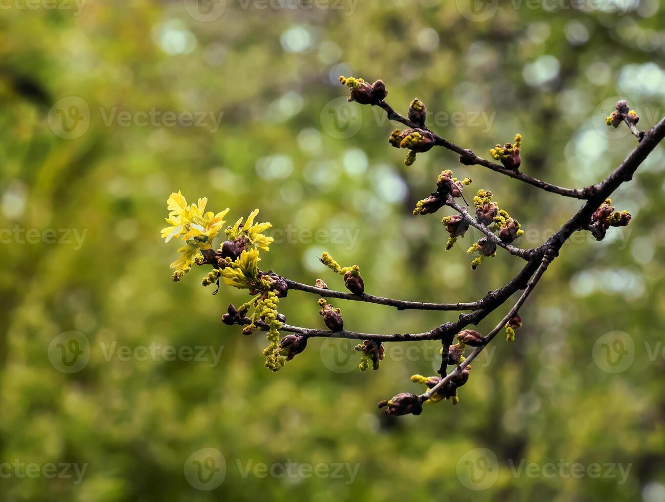 Sessile oak or Quercus petraea new springtime foliage and male catkins photo