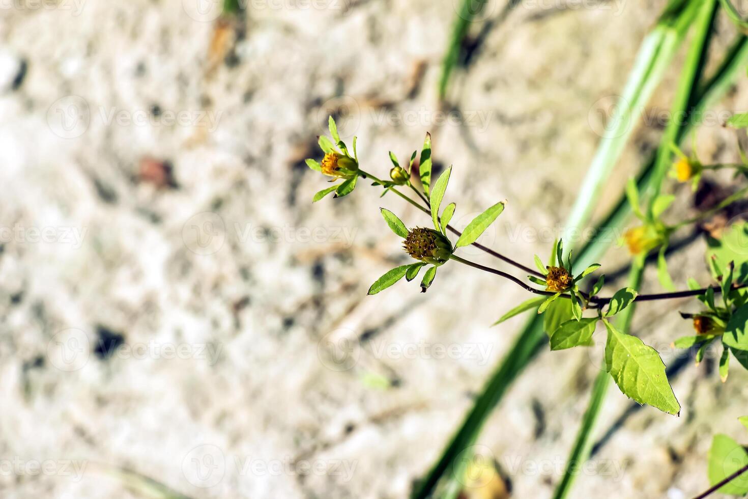 The medicinal plant THREE-LOBE BEGGARTICKS blooms in summer. Latin name BIDENS TRIPARTITA photo