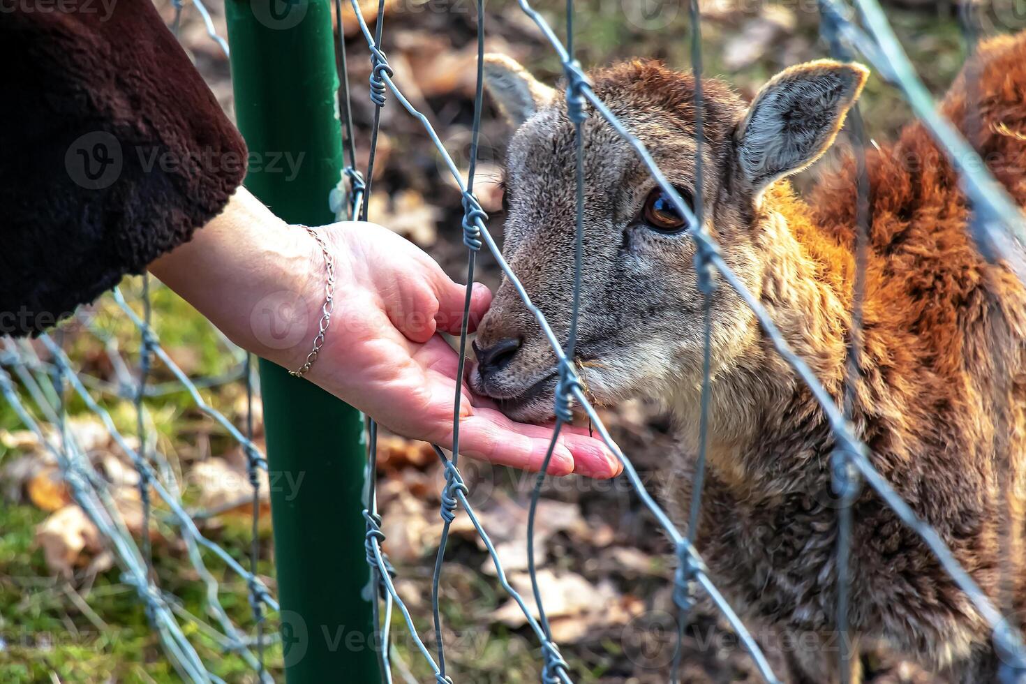 Close-up of hand feeding sheep. Mouflons on the territory of the Agricultural University of Nitra in Slovakia. photo