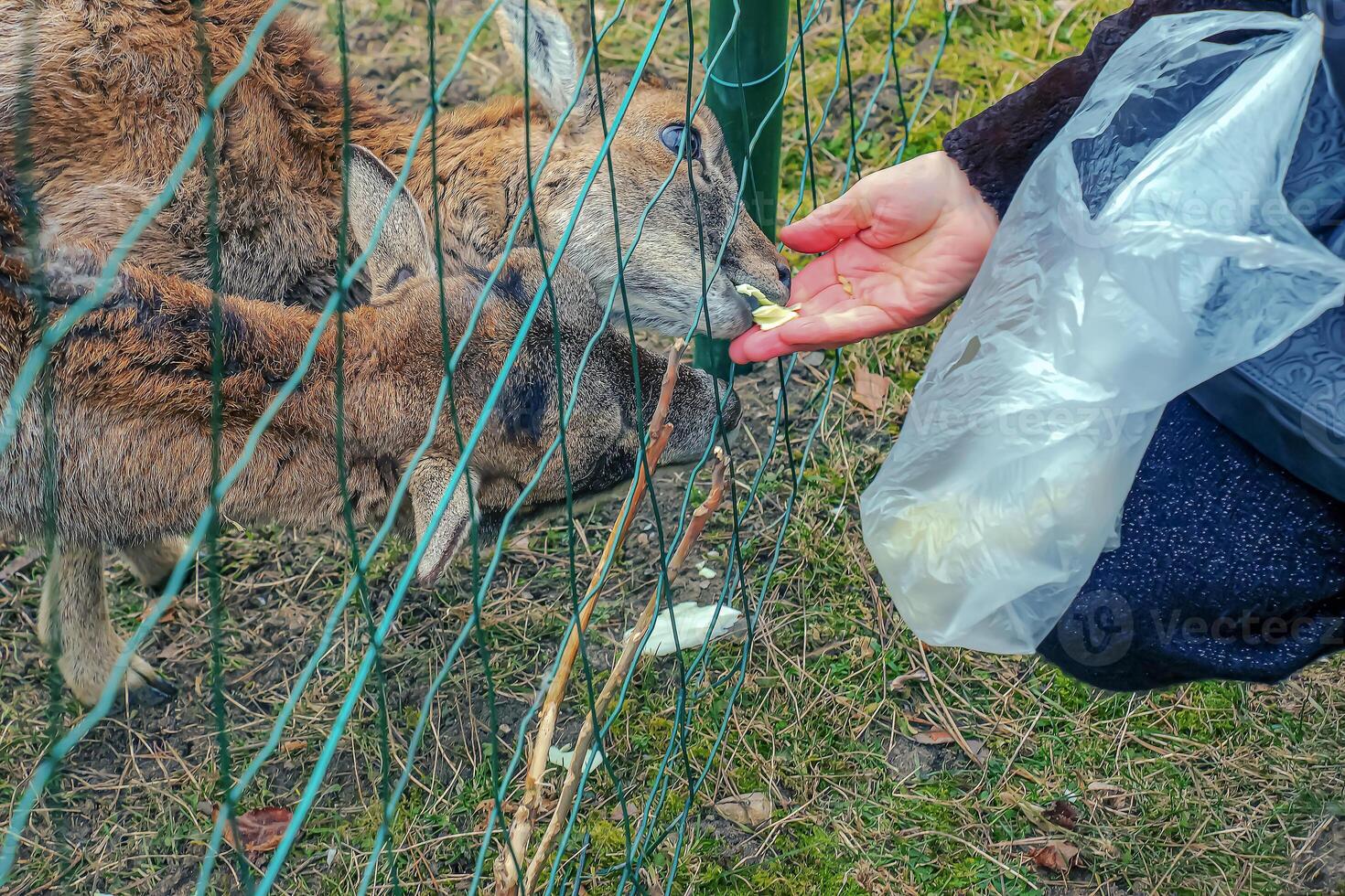 de cerca de mano alimentación oveja. muflones en el territorio de el agrícola Universidad de nitra en Eslovaquia. foto