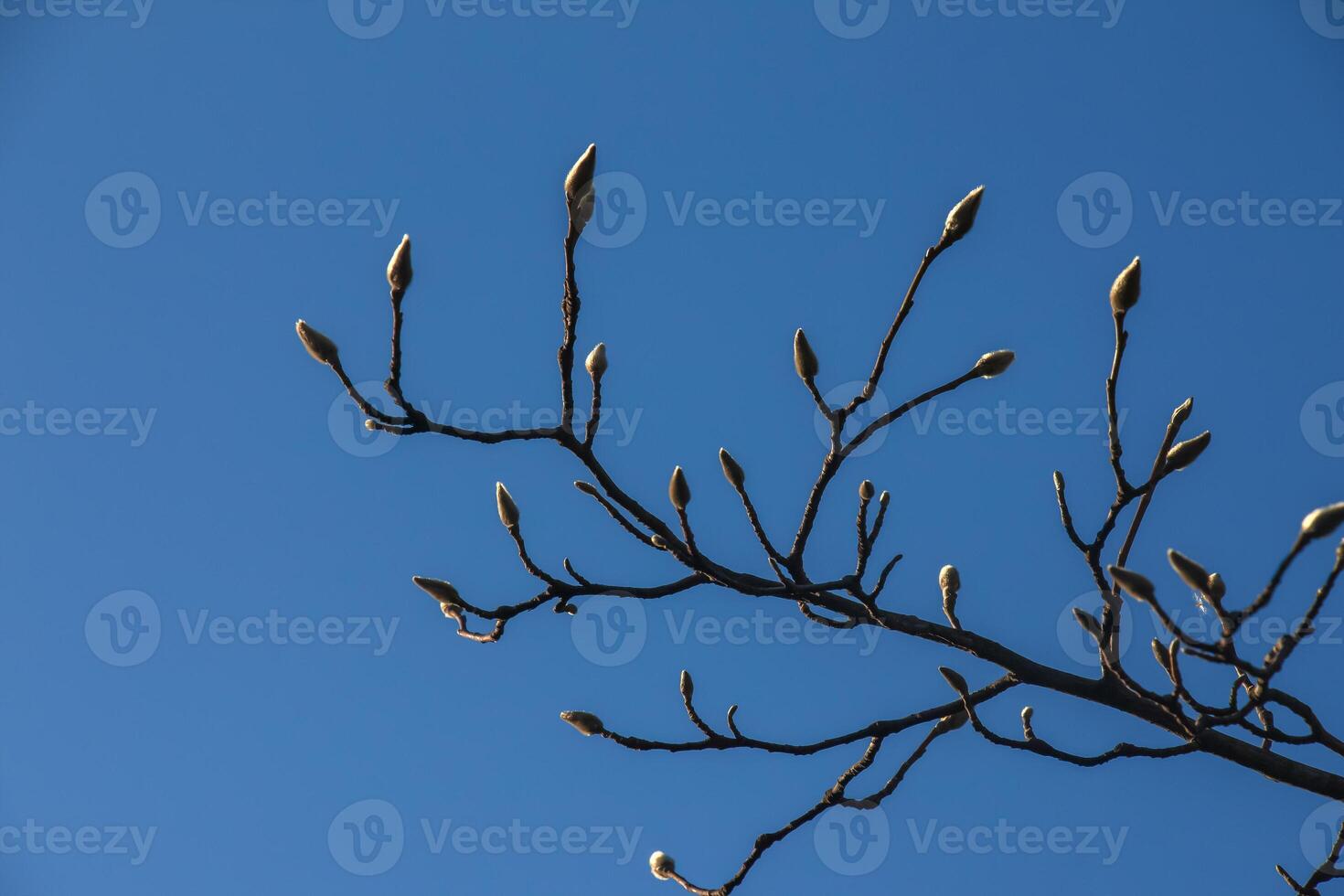Fluffy magnolia buds on the branches. A genus of flowering plants in the family Magnoliaceae. photo