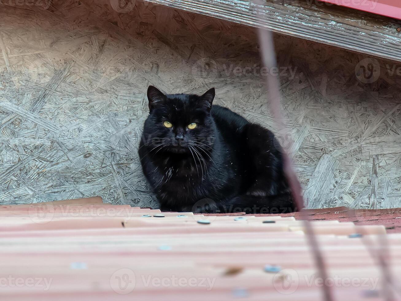 A black cat with yellow eyes sits on the roof of a house. photo