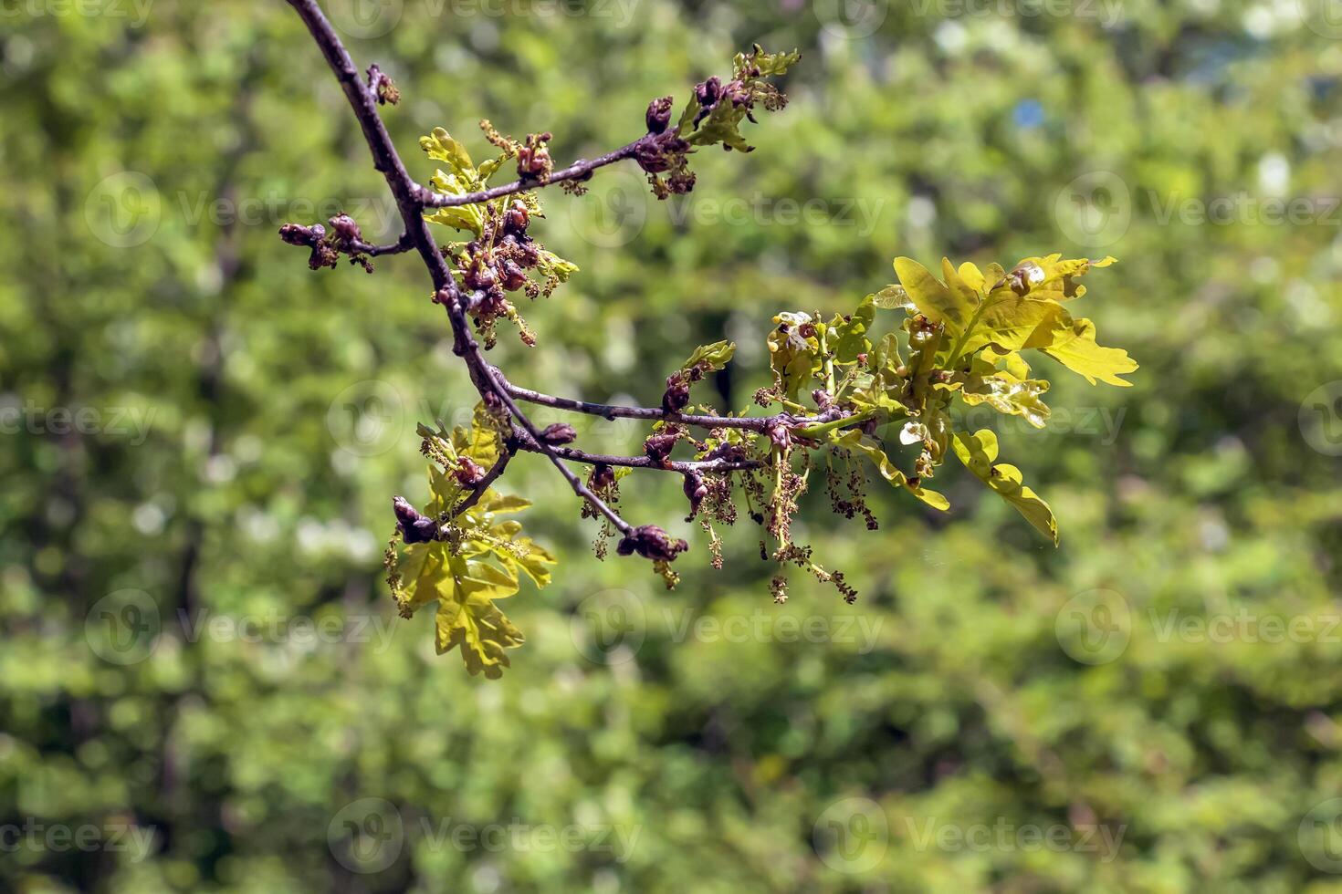 Branches of Amur maple in spring. Latin name Acer tataricum. photo
