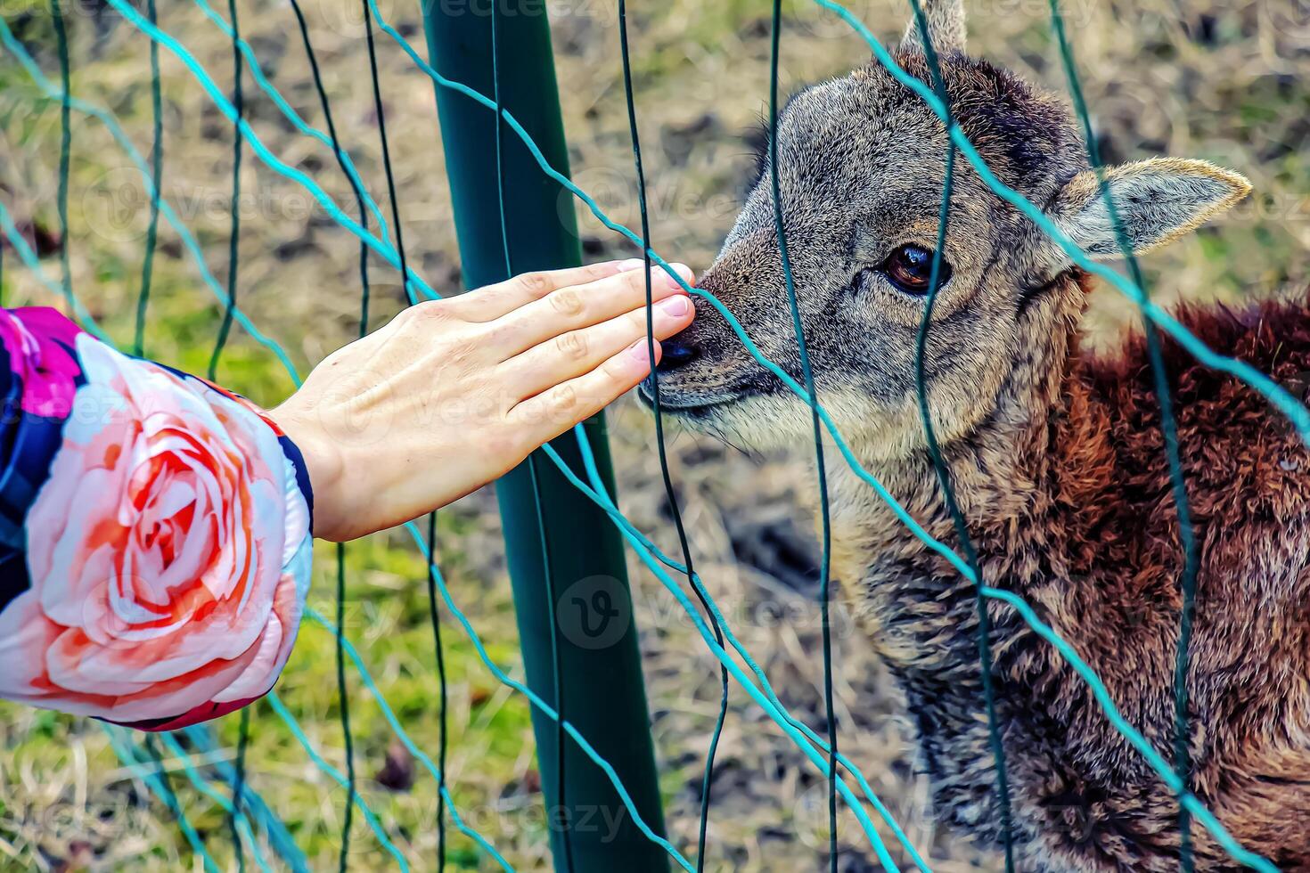 Close-up of hand feeding sheep. Mouflons on the territory of the Agricultural University of Nitra in Slovakia. photo