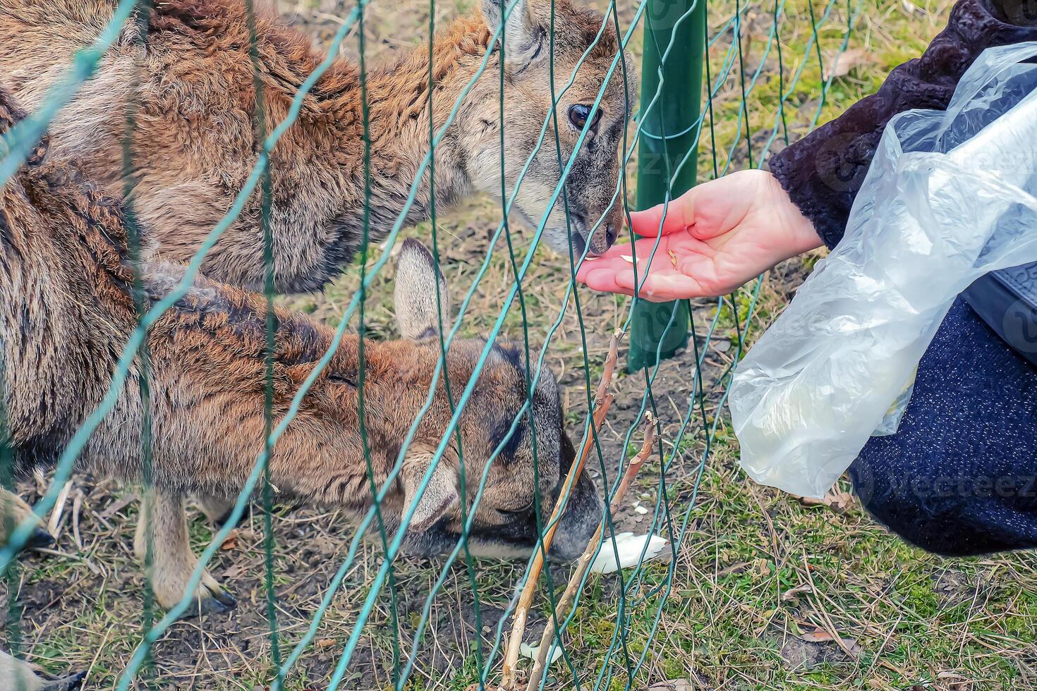 Close-up of hand feeding sheep. Mouflons on the territory of the Agricultural University of Nitra in Slovakia. photo