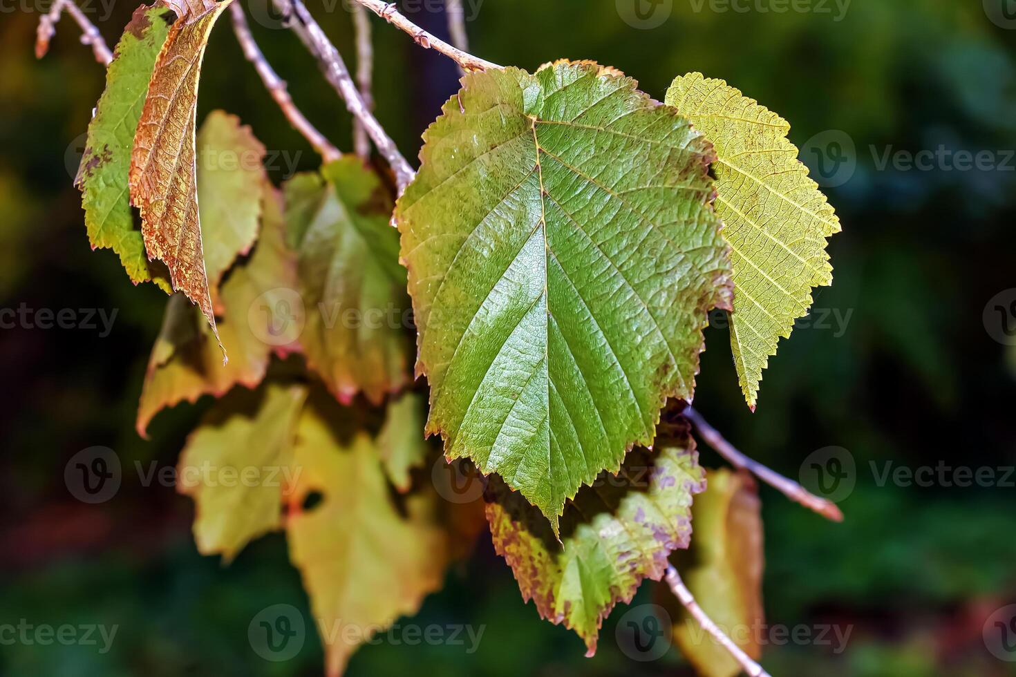 Leaves of a Turkish hazel bush, Corylus colurna photo