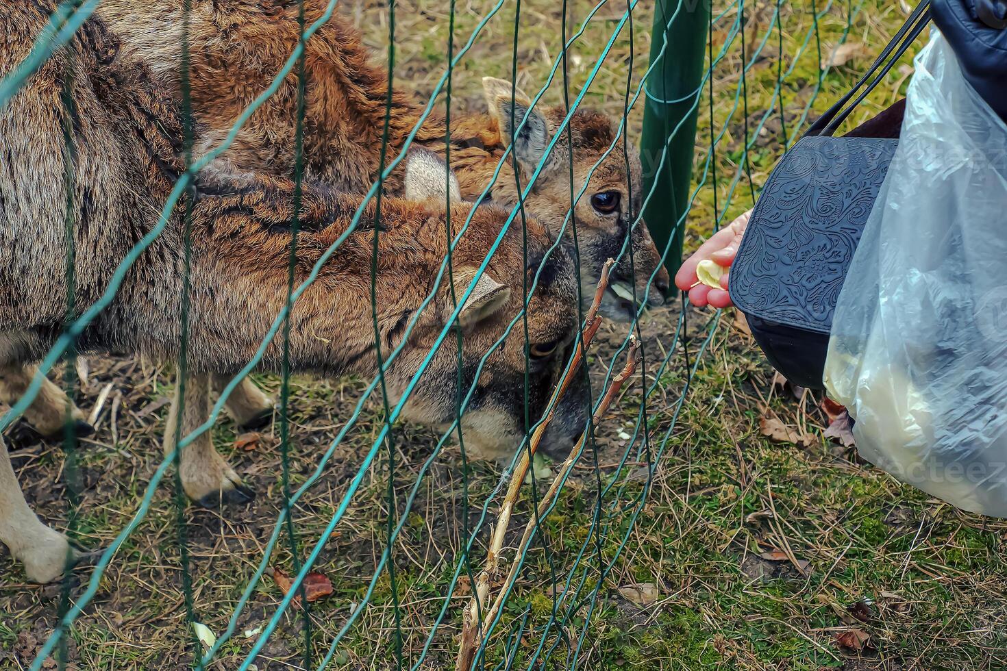 Close-up of hand feeding sheep. Mouflons on the territory of the Agricultural University of Nitra in Slovakia. photo