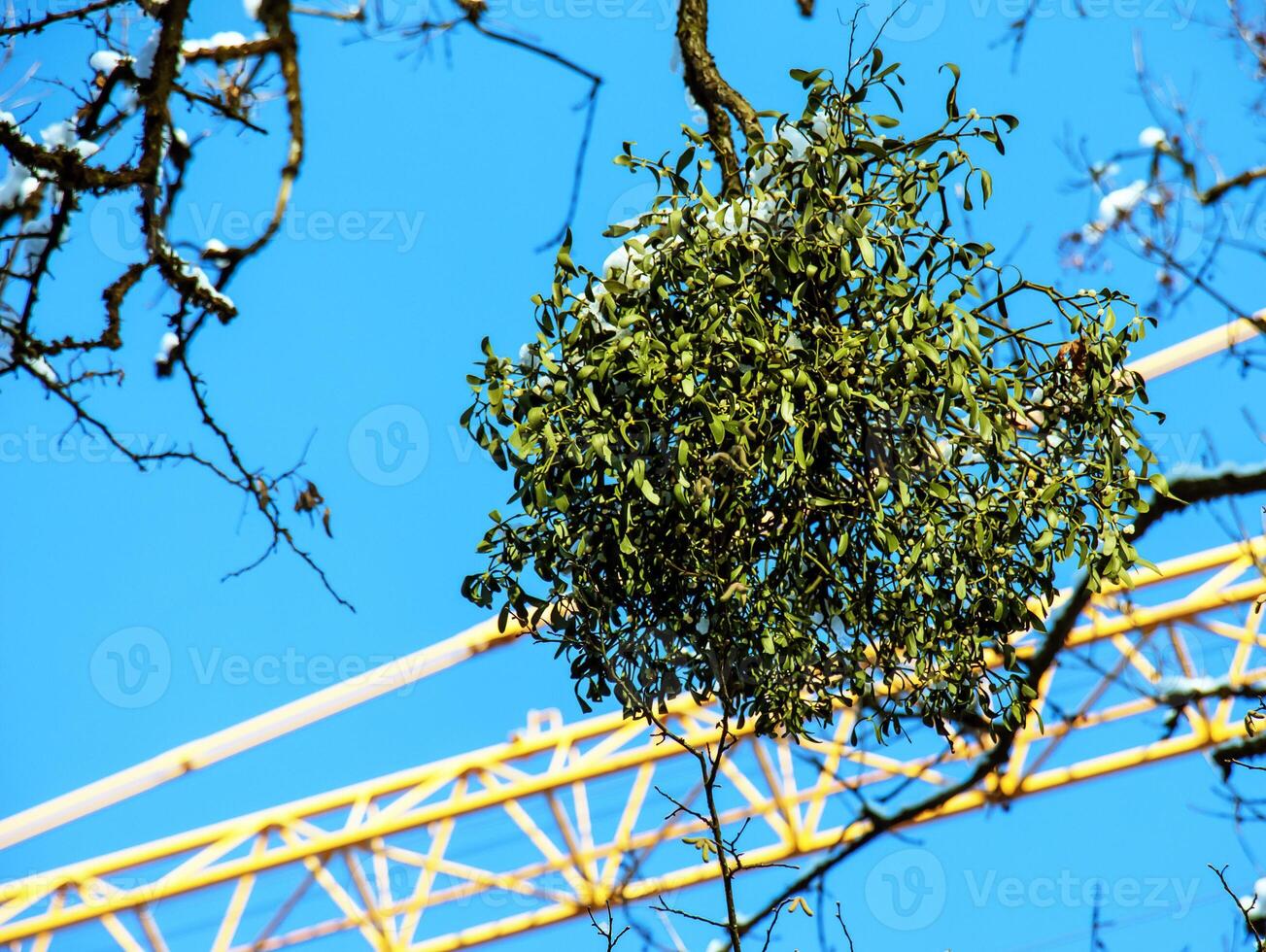 Viscum album or mistletoe is a semi-parasite of several tree species in winter. photo