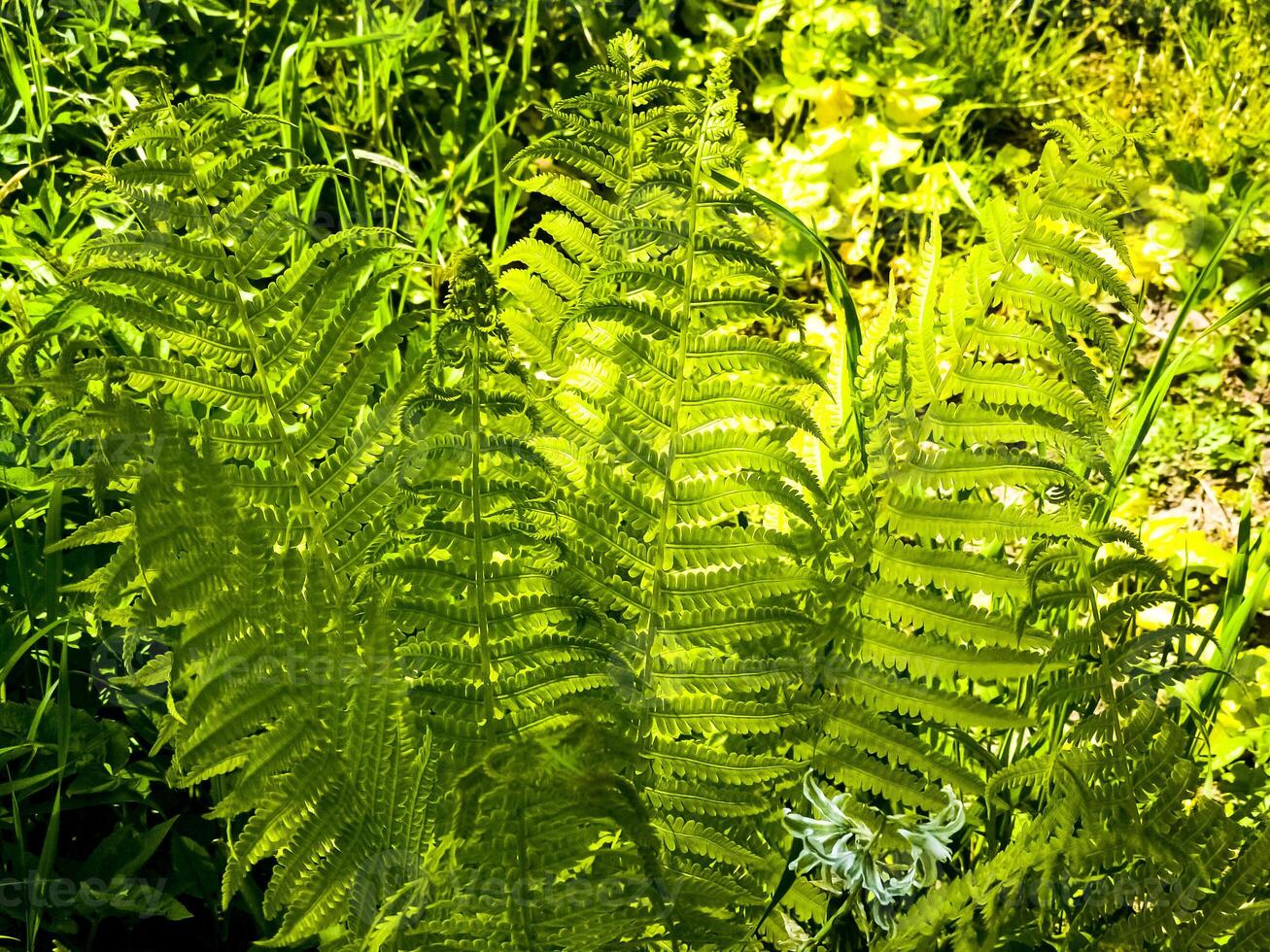A closeup of the Green fronds on a Lady fern, a species of Athyrium filix-femina. photo