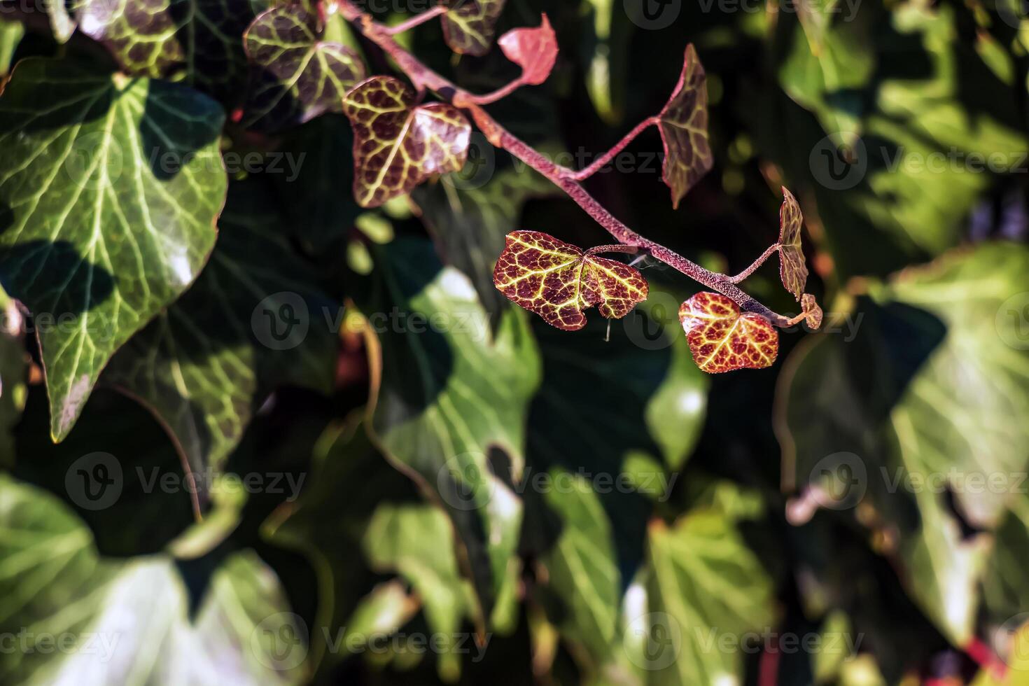 Ivy near the Augustiner brewery Salzburg in winter. Hedera leaves in January. photo