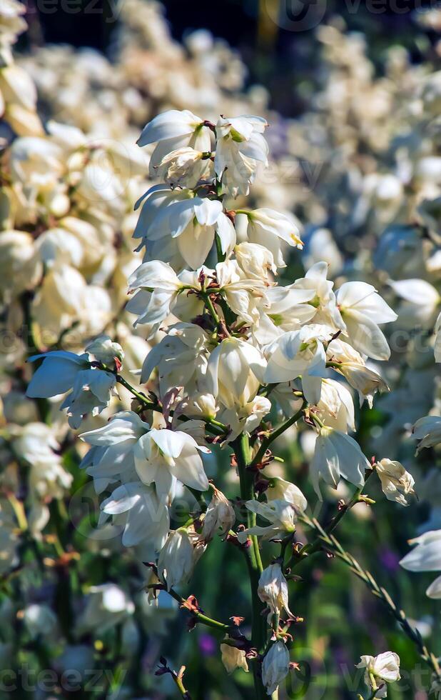 muchos delicado blanco flores de yuca planta, comúnmente conocido como Adán aguja y hilo foto