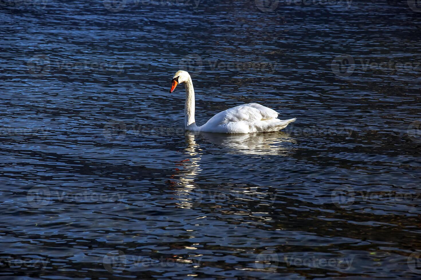 un blanco mudo cisne nada en el austriaco lago traunsee en enero. foto