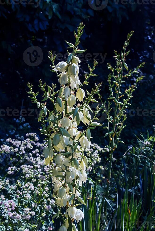 Many delicate white flowers of Yucca plant, commonly known as Adam's needle and thread photo