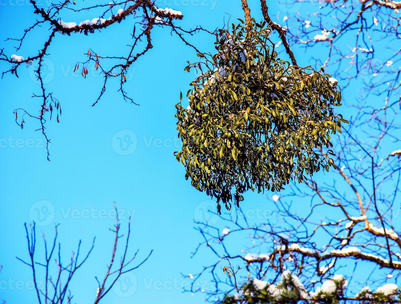 Viscum album or mistletoe is a semi-parasite of several tree species in winter. photo