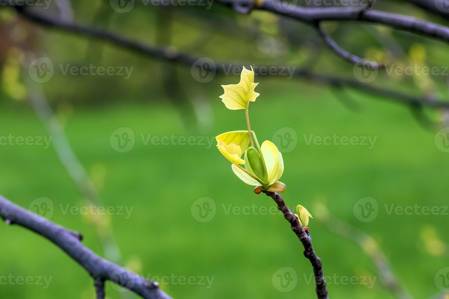 Tulip liriodendron is a beautiful ornamental tree. Tulip liriodendron in early spring. Close-up. photo